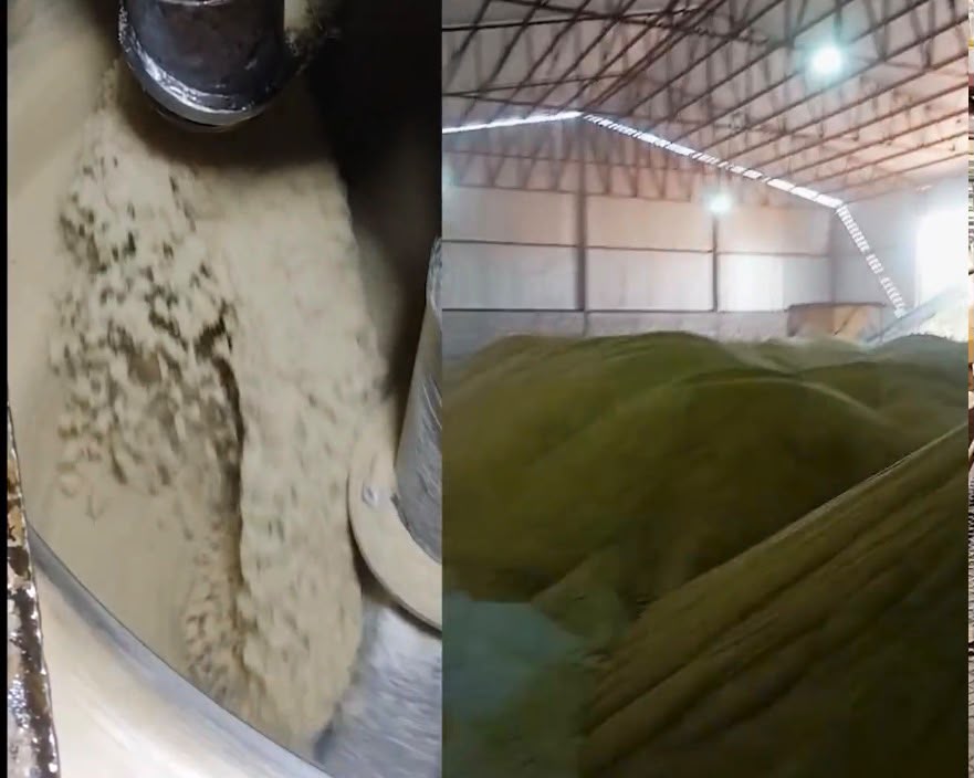 Sugar discharging from centrifugals into the bulk warehouse pile